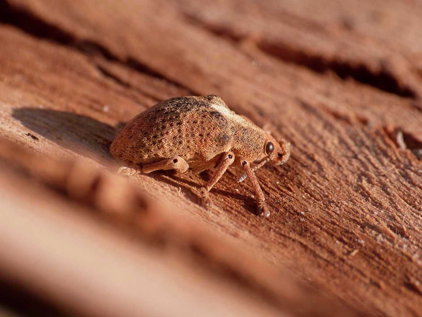 Curculionide vellutato: Gonipterus cf scutellatus